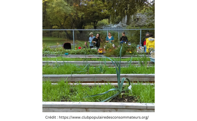 photo d'un jardin communautaire avec des bacs de plantation et des personnes qui cultivent